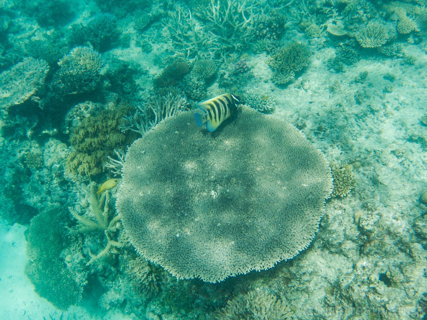 Poisson papillon