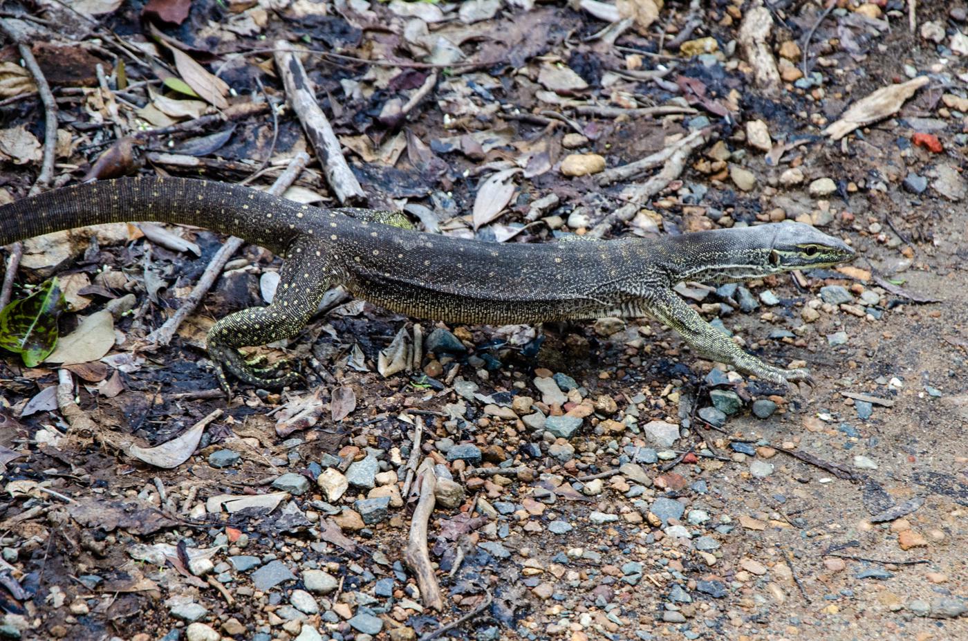 Un bébé varan
