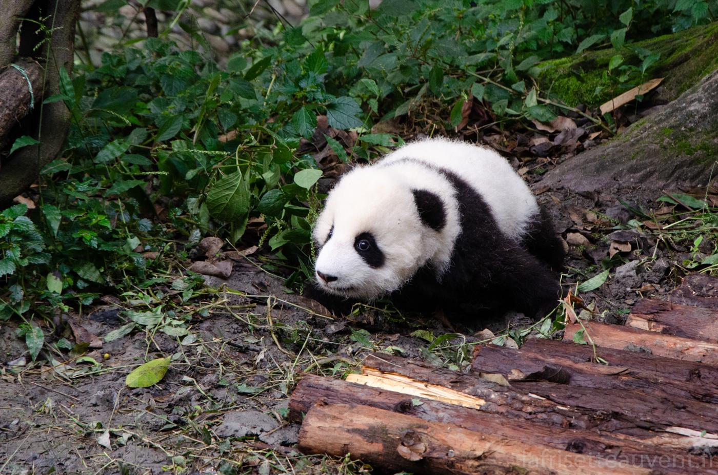 Les pandas de Chengdu