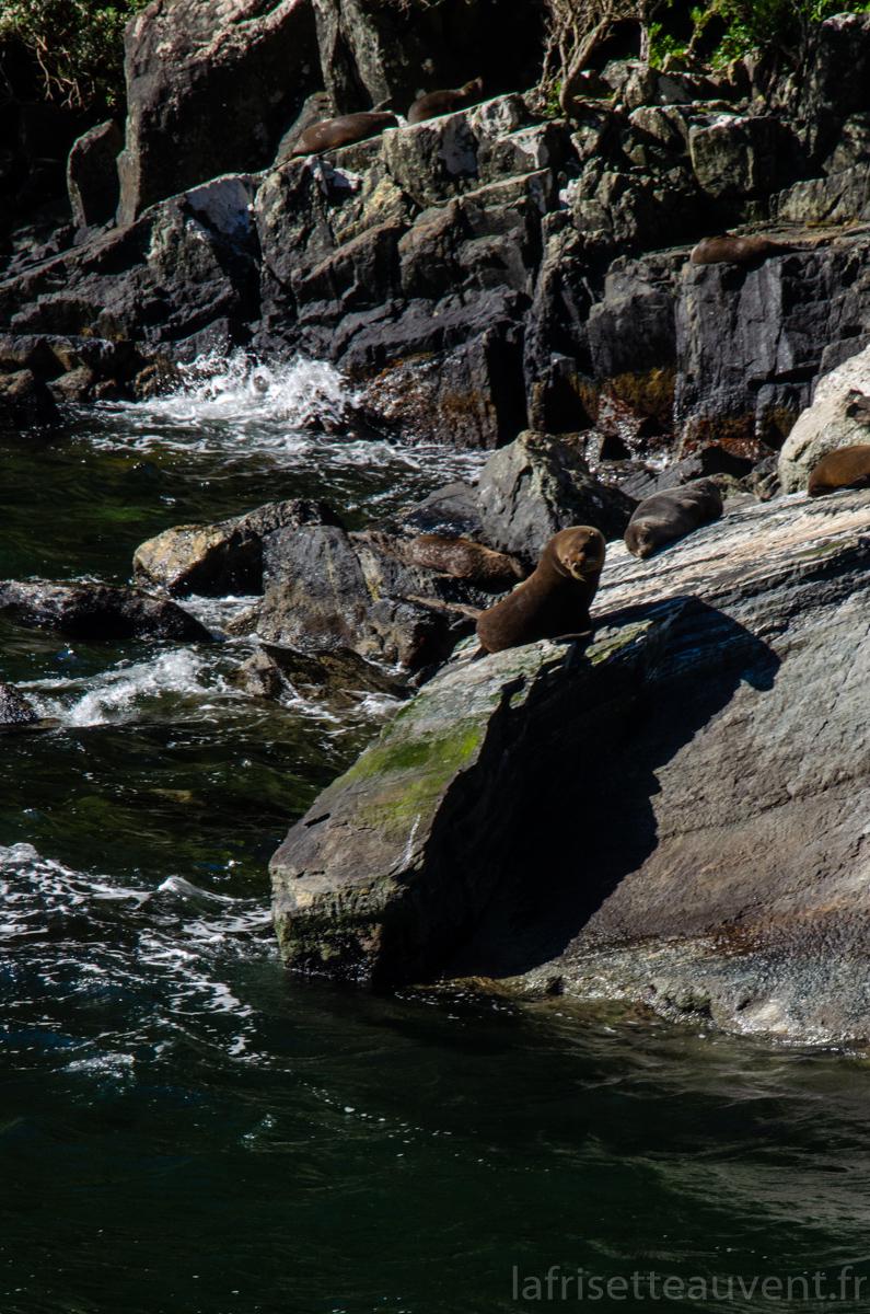 Les lions de mer